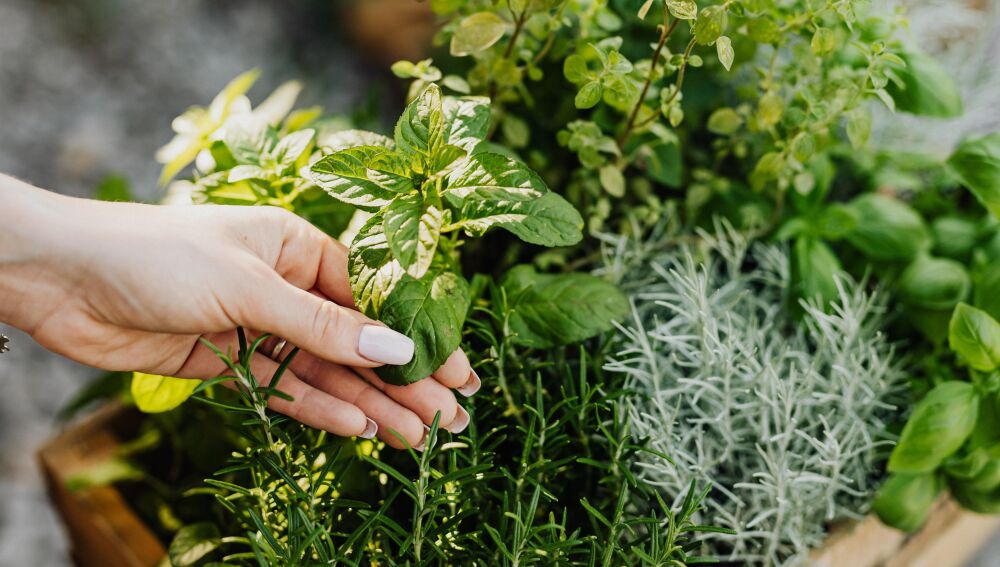 Uso de plantas medicinales para mejorar la salud