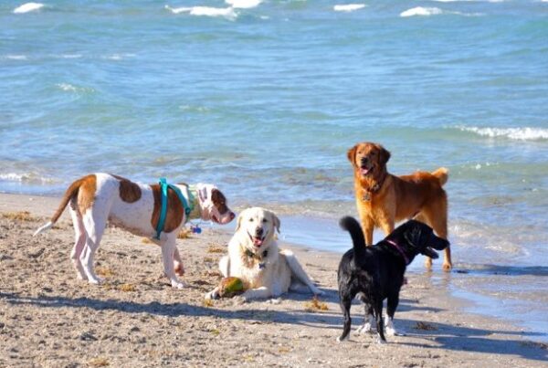 Haulover Beach Park