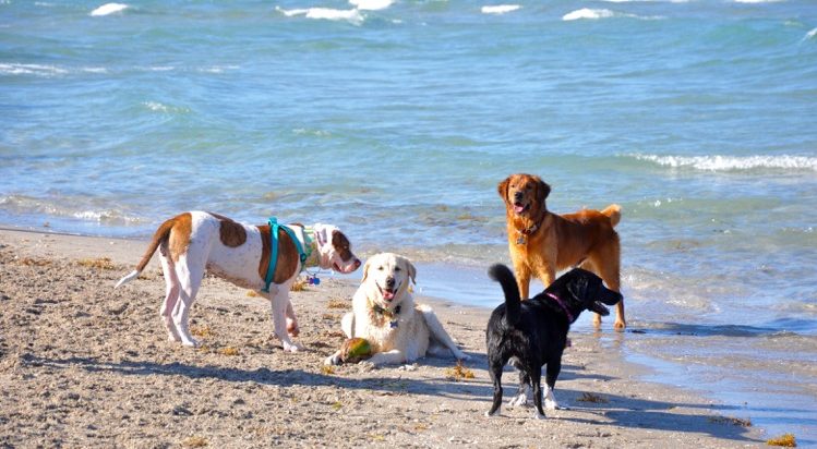 Haulover Beach Park, spot favorito de las familias perrunas